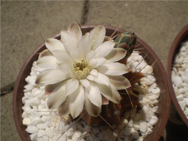 kaktus